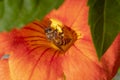 Close up shot of Bee collecting pollen from red flower in blur background, The Pollen of flower stuck on the bee`s body, Royalty Free Stock Photo