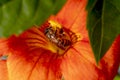 Close up shot of Bee collecting pollen from red flower in blur background, The Pollen of flower stuck on the bee`s body, Royalty Free Stock Photo