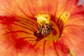 Close up shot of Bee collecting pollen from red flower in blur background, The Pollen of flower stuck on the bee`s body, Royalty Free Stock Photo