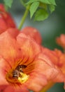 Close up shot of Bee collecting pollen from red flower in blur background, The Pollen of flower stuck on the bee`s body, Royalty Free Stock Photo