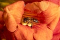 Close up shot of Bee collecting pollen from red flower in blur background, The Pollen of flower stuck on the bee`s body, Royalty Free Stock Photo