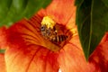 Close up shot of Bee collecting pollen from red flower in blur background, The Pollen of flower stuck on the bee`s body, Royalty Free Stock Photo