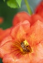 Close up shot of Bee collecting pollen from red flower in blur background, The Pollen of flower stuck on the bee`s body, Royalty Free Stock Photo