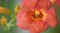 Close up shot of Bee collecting pollen from red flower in blur background, The Pollen of flower stuck on the bee`s body, Royalty Free Stock Photo