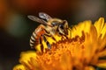 Close up shot of bee collecting pollen in a yellow flower. Macro close up shot. Royalty Free Stock Photo