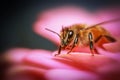 Close up shot of bee on a flower petal