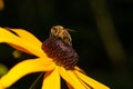 Close-up shot of a bee perched on a vibrant flower with a blurry background Royalty Free Stock Photo