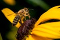 Close-up shot of a bee perched on a vibrant flower with a blurry background Royalty Free Stock Photo