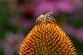 Close-up shot of a bee perched on a vibrant flower with a blurry background Royalty Free Stock Photo