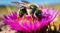 Close up shot of a bee pollinating a colorful flower