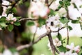 Close up shot of bee on spring flower. Honey bees collecting pollen from an apple blossom flower. Bee collects pollen Royalty Free Stock Photo