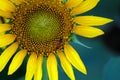 Close-Up Shot of a Bee on a Sunflower Royalty Free Stock Photo