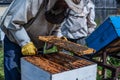 Close-up shot of beekeeper showing honeycomb frame with working bees making honey. Apiculture. Natural product. Beeswax Royalty Free Stock Photo