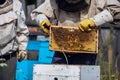 Close-up shot of beekeeper showing honeycomb frame with working bees making honey. Apiculture. Natural product. Beeswax Royalty Free Stock Photo