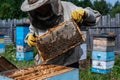 Close-up shot of beekeeper showing honeycomb frame with working bees making honey. Apiculture. Natural product. Beeswax Royalty Free Stock Photo