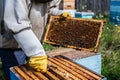 Close-up shot of beekeeper showing honeycomb frame with working bees making honey. Apiculture. Natural product. Beeswax Royalty Free Stock Photo