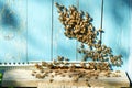 Close up shot of bees on apiary Royalty Free Stock Photo