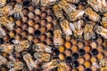 Close up shot of bees in a bee hive