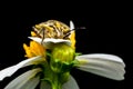 Beetle on the flower