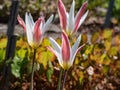 Close-up shot of the bi-coloured flower of the lady tulip Tulipa clusiana variety stellata - pale red with greenish white on