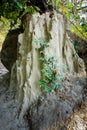 A close up shot of a big ant hill or termite hill in the forest. The mounded nest that ants build out of dirt or sand is called an Royalty Free Stock Photo