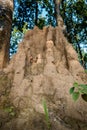 A close up shot of a big ant hill or termite hill in the forest. The mounded nest that ants build out of dirt or sand is called an Royalty Free Stock Photo