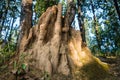 A close up shot of a big ant hill or termite hill in the forest. The mounded nest that ants build out of dirt or sand is called an Royalty Free Stock Photo