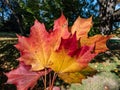 Close-up shot of big maple leaves in the hand in autumn in sunlight. Maple leaf changing colours from green to yellow, orange, red