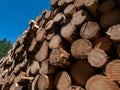 Close-up of the big pile of cut down tree logs in the forest. Stack of wood, firewood. Deforestation concept Royalty Free Stock Photo