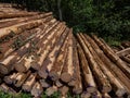 Close-up of the big pile of cut down tree logs in the forest. Stack of wood, firewood. Deforestation concept Royalty Free Stock Photo