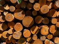 Close-up of the big pile of cut down tree logs in the forest. Stack of wood, firewood. Deforestation concept Royalty Free Stock Photo