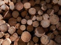 Close-up of the big pile of cut down tree logs in the forest. Stack of wood, firewood. Deforestation concept Royalty Free Stock Photo