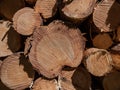 Close-up of the big pile of cut down tree logs in the forest. Stack of wood, firewood. Deforestation concept Royalty Free Stock Photo