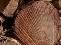 Close-up of the big pile of cut down tree logs in the forest. Stack of wood, firewood. Deforestation concept Royalty Free Stock Photo