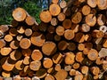 Close-up of the big pile of cut down tree logs in the forest. Stack of wood, firewood. Deforestation concept Royalty Free Stock Photo