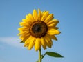 Close-up shot of big, yellow common sunflower (Helianthus) in sunlight facing the sun with blue sky in the background Royalty Free Stock Photo