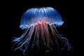 close-up shot of a bioluminescent jellyfish against a black background