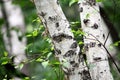 Close-up shot of the birch tree