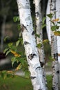 Close-up shot of birch trees in early autumn.