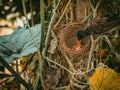 Close-up shot of a bird feeding its nestlings on a tree Royalty Free Stock Photo