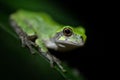 Close-up shot of a bird-voiced tree frog resting on a plant Royalty Free Stock Photo