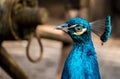 Close up shot of bird at zoo by the day Royalty Free Stock Photo