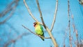 Close up shot of bird at zoo by the day Royalty Free Stock Photo