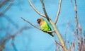 Close up shot of bird at zoo by the day Royalty Free Stock Photo