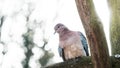 Close up shot of bird at zoo by the day Royalty Free Stock Photo