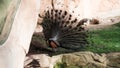 Close up shot of bird at zoo by the day Royalty Free Stock Photo