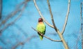 Close up shot of bird at zoo by the day Royalty Free Stock Photo