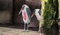 Close up shot of bird at zoo by the day Royalty Free Stock Photo