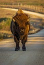 Close up of bison or buffalo on gravel road at sunset