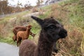 Close up shot of black alpaca. Group of llama eating grass at Alpaca World, South Korea